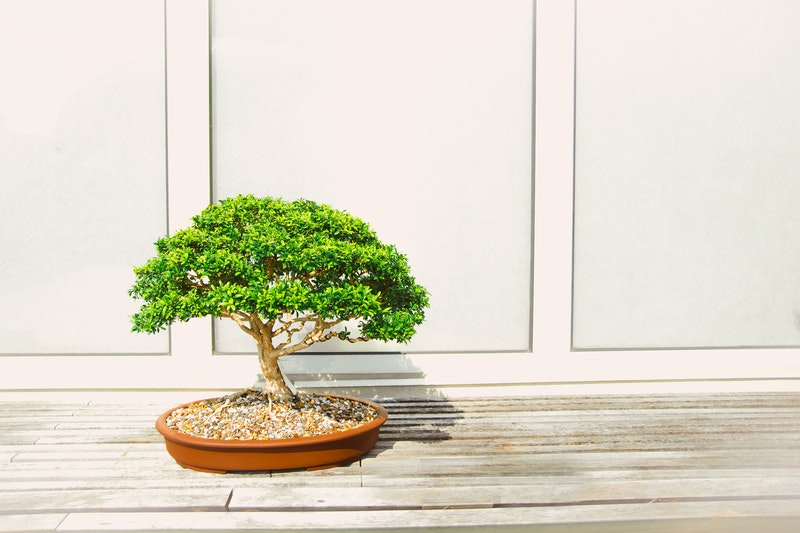vasi per bonsai