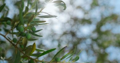 attrezzi per raccolta olive
