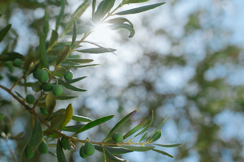 attrezzi per raccolta olive