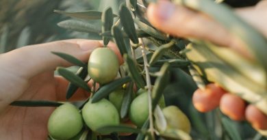 come scegliere un abbacchiatore per olive