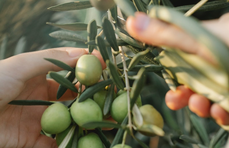 come scegliere un abbacchiatore per olive